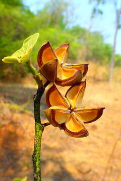 Image of Hibiscus thespesianus Baill.