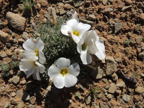 Sivun Oxalis densa N. E. Brown kuva