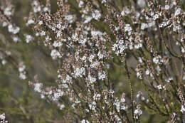 Sivun Epacris microphylla R. Br. kuva