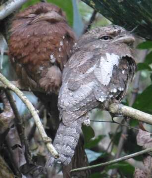 Image of Ceylon Frogmouth