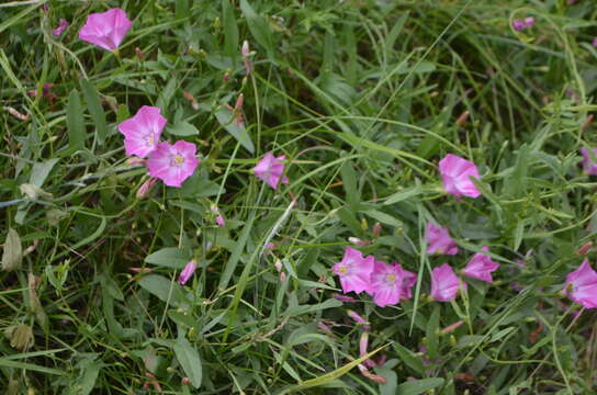 Image of Convolvulus chinensis Ker-Gawl.