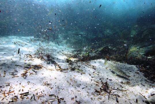 Image of Yellowfin whiting