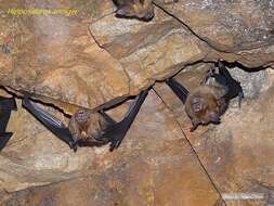 Image of Great Himalayan Leaf-nosed Bat