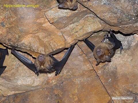 Image of Great Himalayan Leaf-nosed Bat