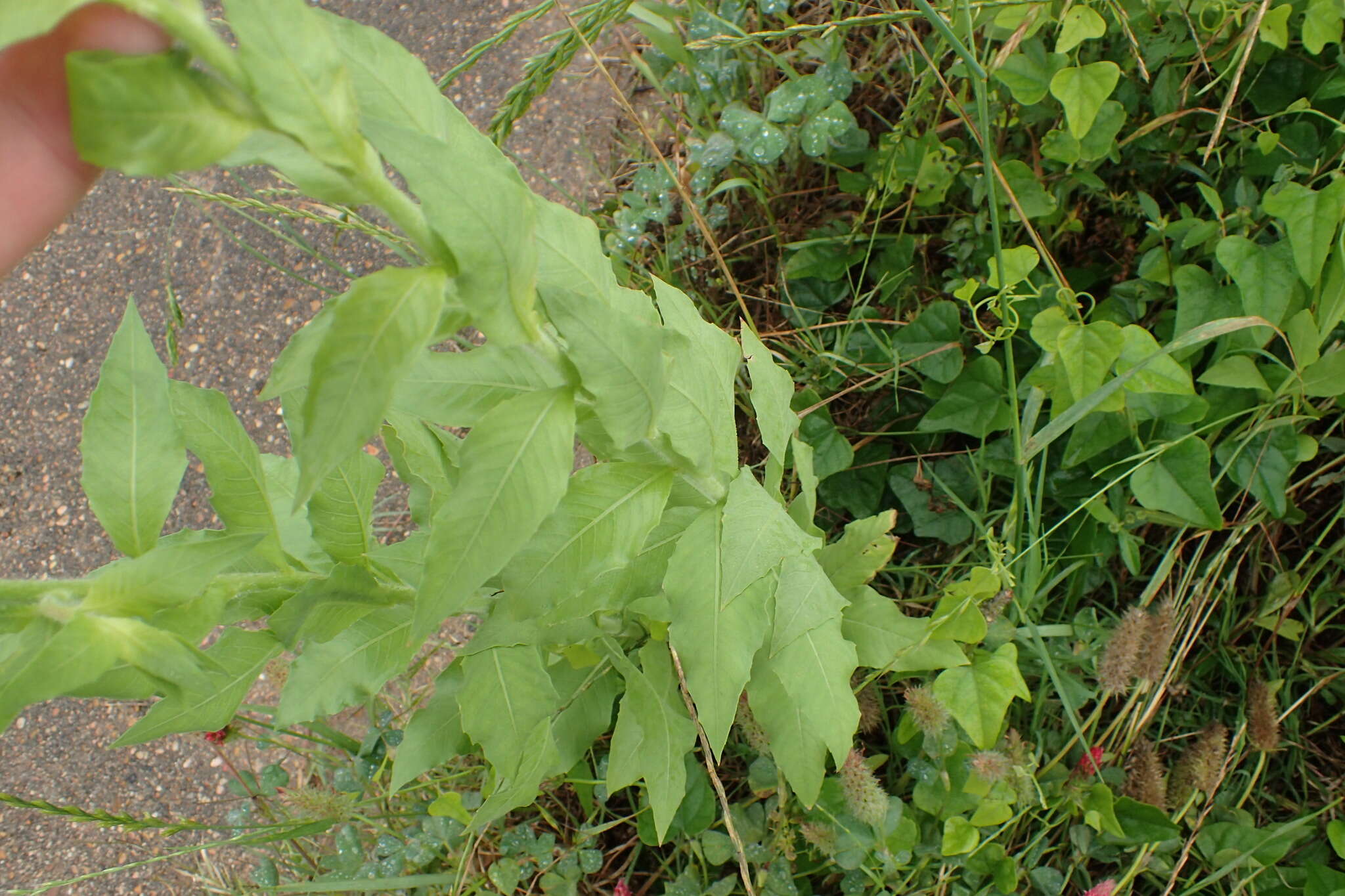 Image of Velvetweed