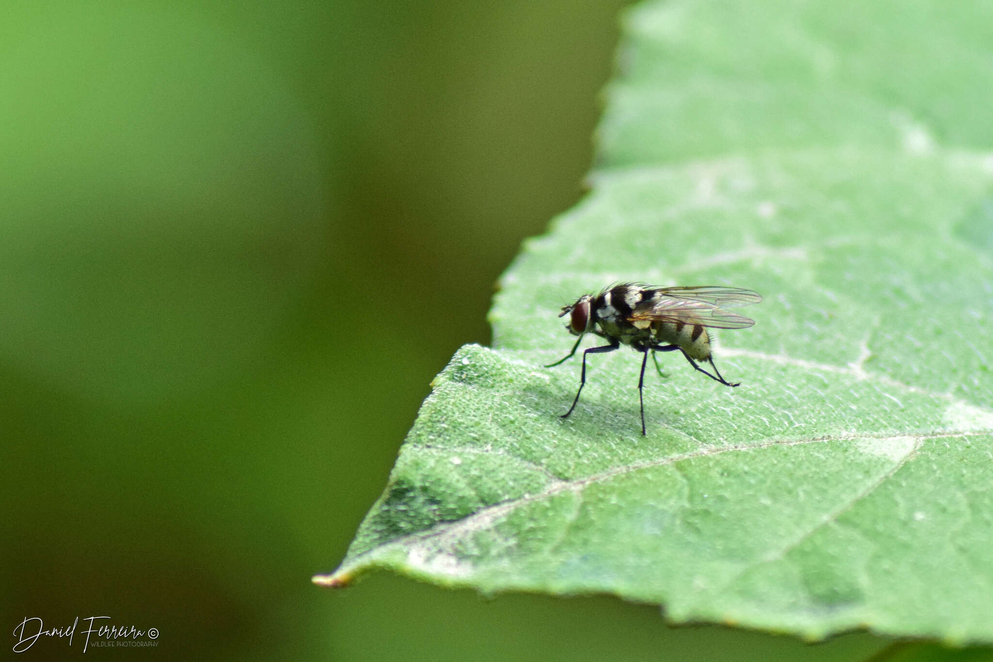 Imagem de Limnophora obsignata (Rondani 1866)