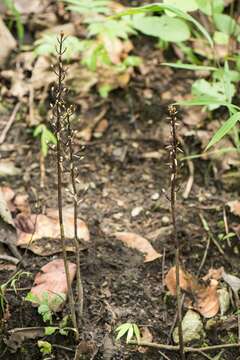 Image of Aphyllorchis montana Rchb. fil.