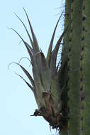 Image of Tillandsia tehuacana I. Ramírez & Carnevali