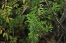 Image of Peperomia ilaloensis Sodiro