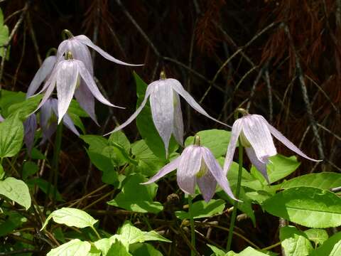 Image of rock clematis