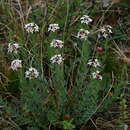 Image of Diarthron altaicum (Thieb.) Kit Tan