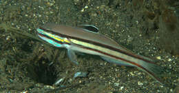 Image of Twostripe goby