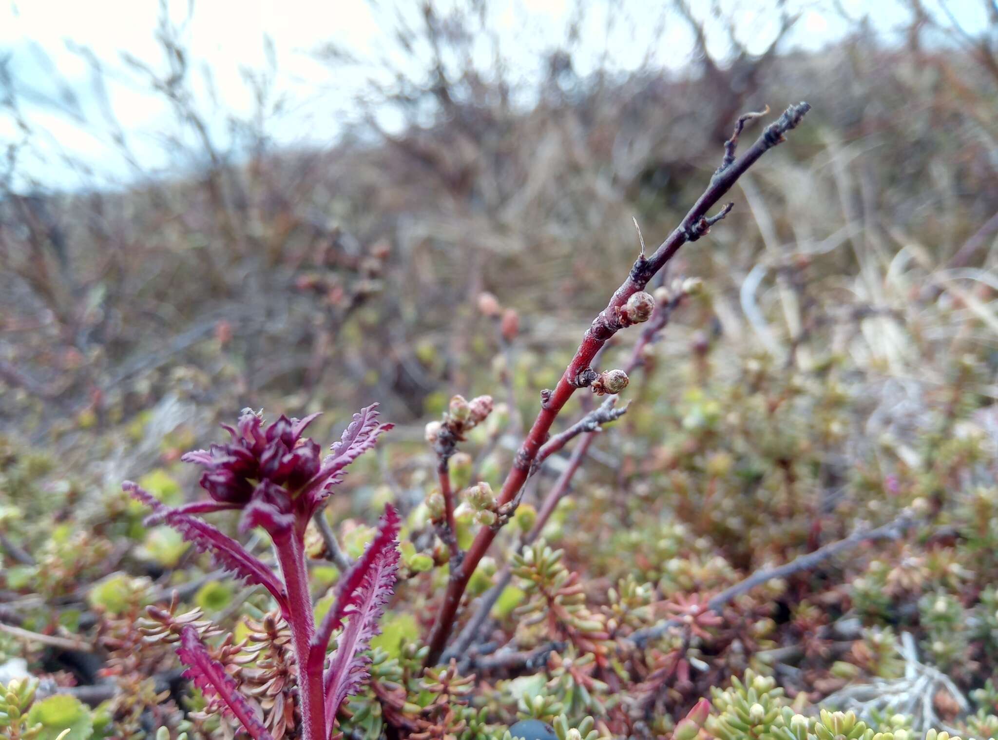 Image of Lapland lousewort