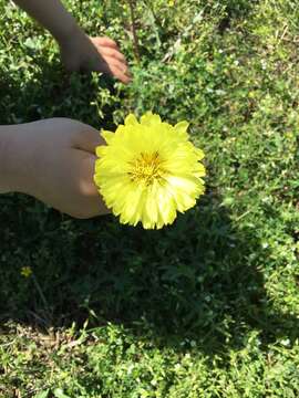 Image de Pyrrhopappus grandiflorus (Nutt.) Nutt.