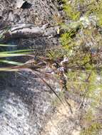 Image of jeweled blue-eyed grass