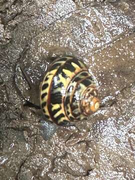 Image of Posorites turneri (Shirley 1921)