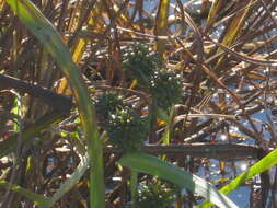 Image of Sparganium eurycarpum subsp. coreanum (H. Lév.) C. D. K. Cook & M. S. Nicholls