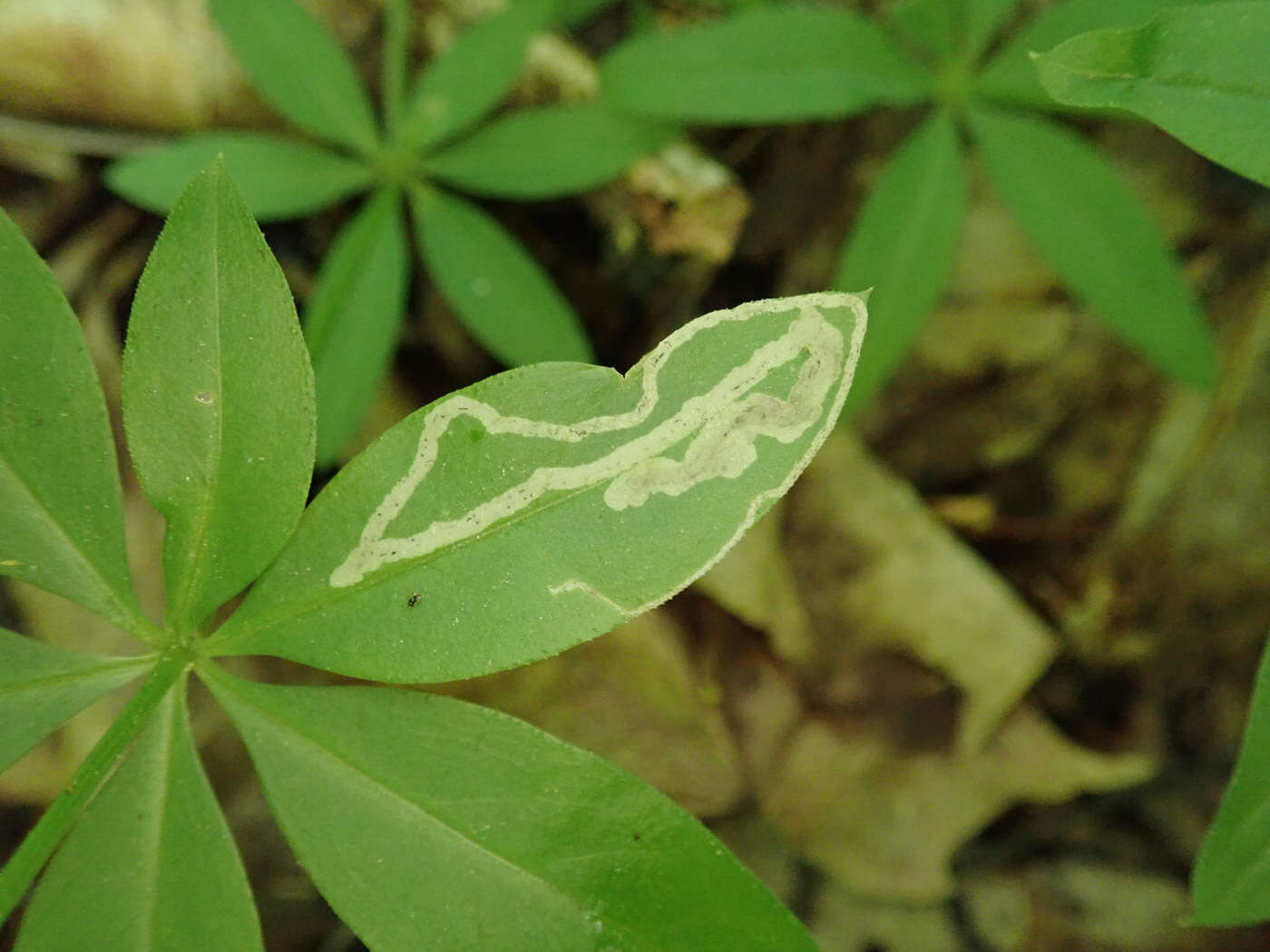 Image of Liriomyza galiivora Spencer 1969