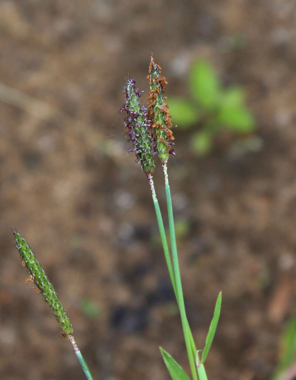 Image of marsh foxtail