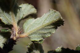 Image of Ceanothus foliosus var. viejasensis D. O. Burge & Rebman