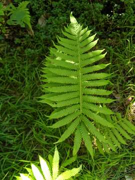 Image of Parasitic Waterfall Fern