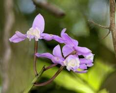 Image of Cattleya loddigesii Lindl.