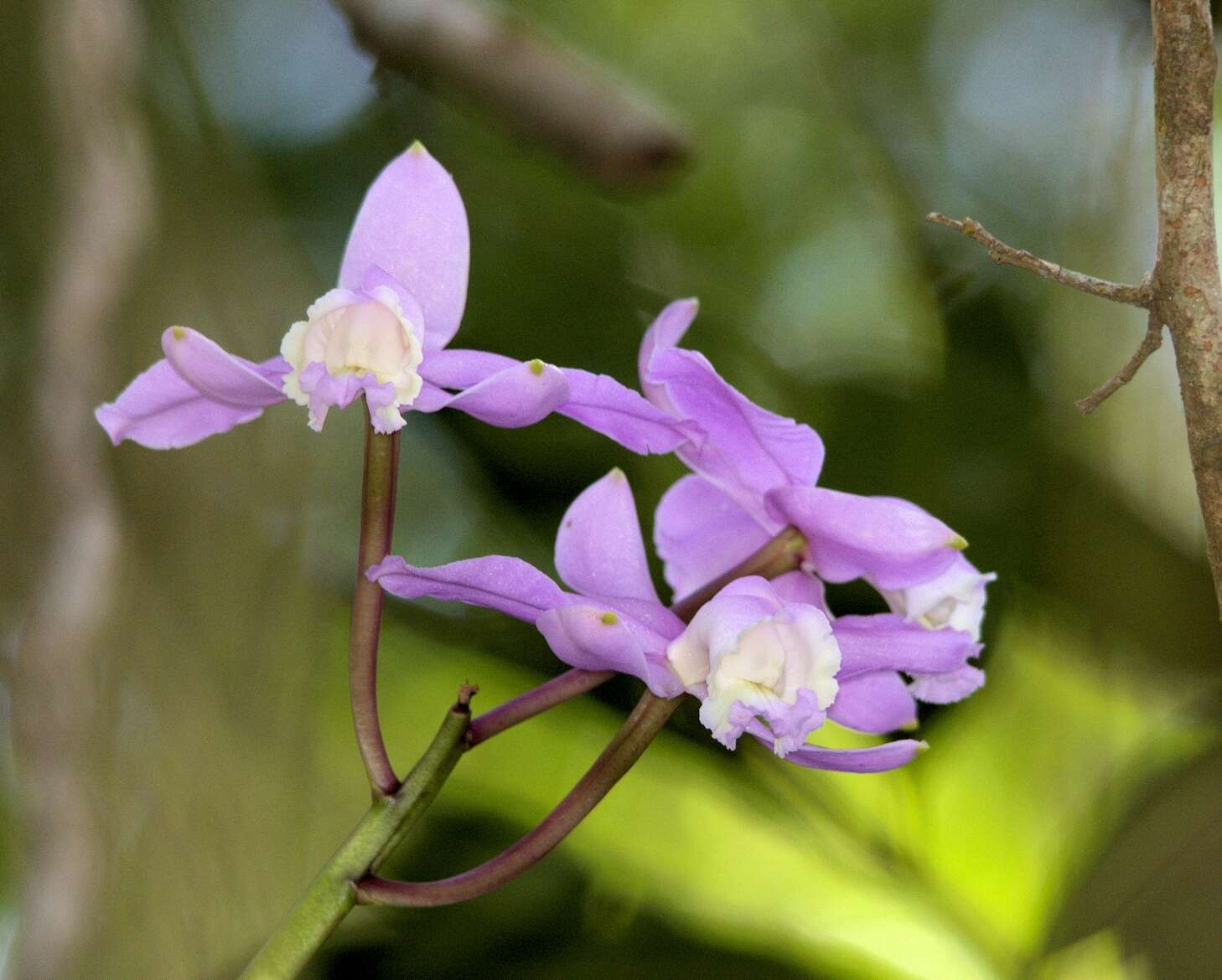 Imagem de Cattleya loddigesii Lindl.