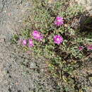 Image of Drosanthemum latipetalum L. Bol.