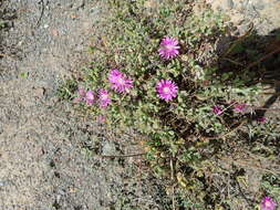 Imagem de Drosanthemum latipetalum L. Bol.