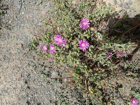 Imagem de Drosanthemum latipetalum L. Bol.