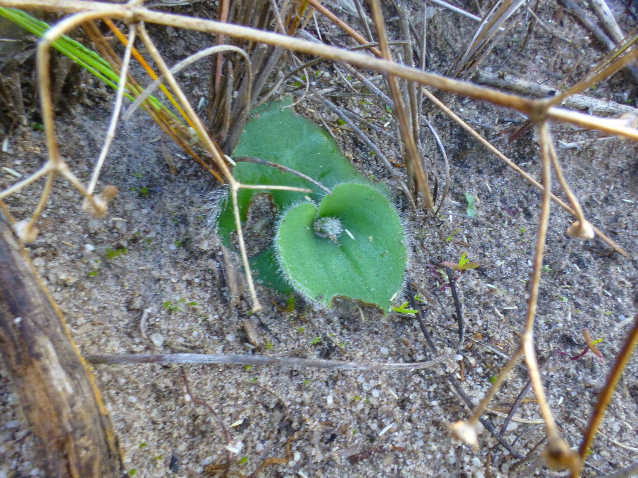 Image of Holothrix villosa Lindl.