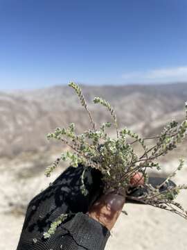 Слика од Johnstonella parviflora (Phil.) Hasenstab & M. G. Simpson