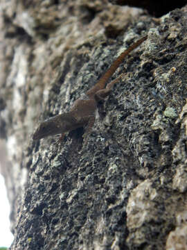 Image of Anolis ignigularis Mertens 1939