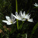 Image of Geissorhiza leipoldtii R. C. Foster