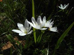 Image of Geissorhiza leipoldtii R. C. Foster