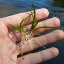 Image of American Shoreweed