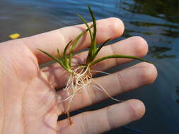 Imagem de Plantago americana (Fern.) K. Rahn