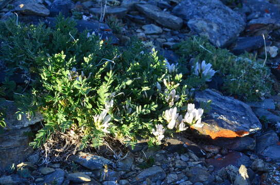 Image de Astragalus pseudoadsurgens Jurtzev