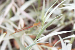 Image of Oxyagrion rubidum (Rambur 1842)