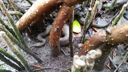 Image of Atlantic Saltmarsh Snake