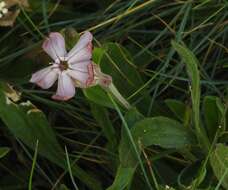 Слика од Silene vallesia L.