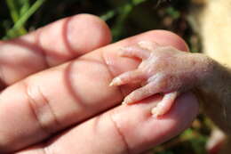 Image of Gray and black four-eyed opossum