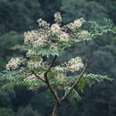 Image of Aralia bipinnata Blanco