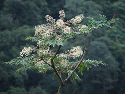 Image de Aralia bipinnata Blanco