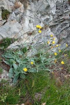 Image of Hieracium tomentosum L.