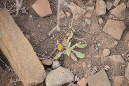 Image of Gazania lichtensteinii Less.