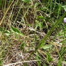 Image of Solanum echegarayi Hieron.