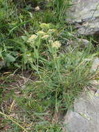 Bupleurum angulosum L. resmi