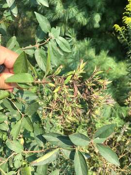 Image of Honeysuckle witches' broom aphid