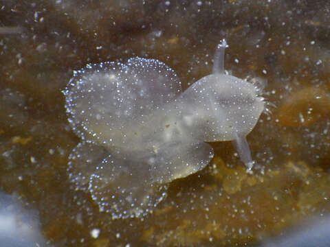 Image of Hooded sea slug